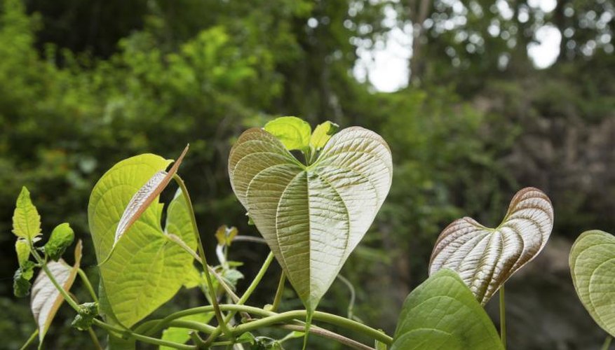Heart-shaped leaves of a philodendron plant thriving in the yard. Heart-shaped leaves of a philodendron plant thriving in the yard.
