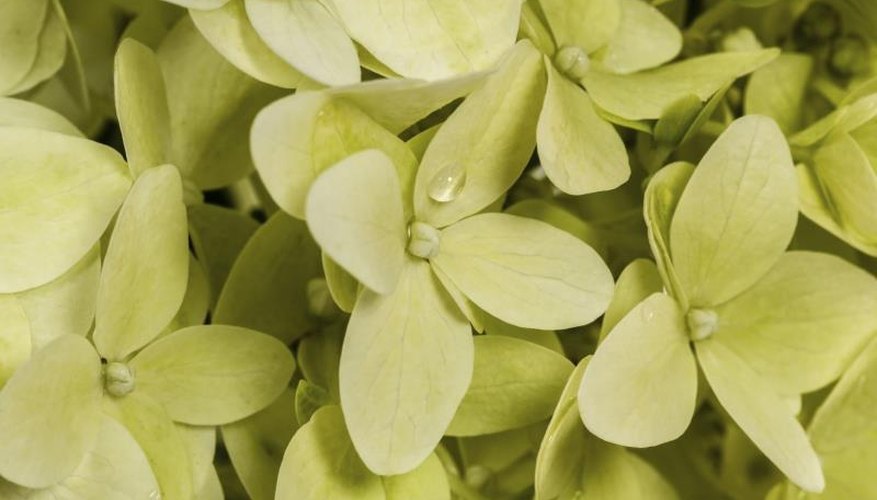 You can prune a 'Limelight" hydrangea when it stops blooming. You can prune a 'Limelight" hydrangea when it stops blooming.