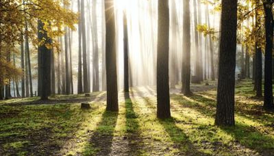 Sunrise in a forest. Sunrise in a forest.
