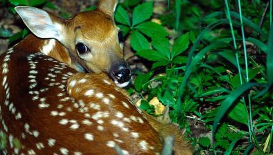 Inexpensive scented soap repels deer. Inexpensive scented soap repels deer.