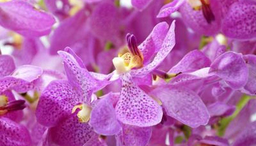 mokara orchids mokara orchids