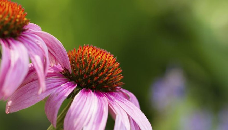 A purple coneflower growing in a garden. A purple coneflower growing in a garden.
