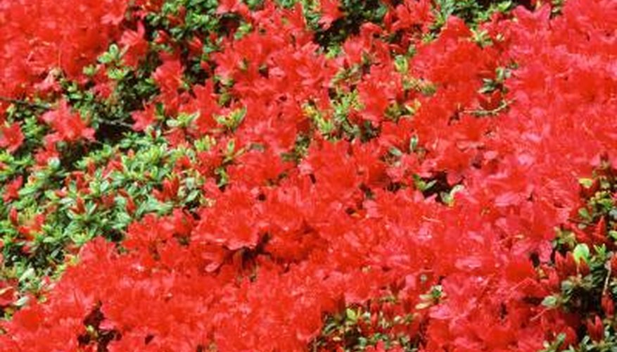 As its name suggests, "Red Ruffles" produces ruffled, red flowers. As its name suggests, "Red Ruffles" produces ruffled, red flowers.