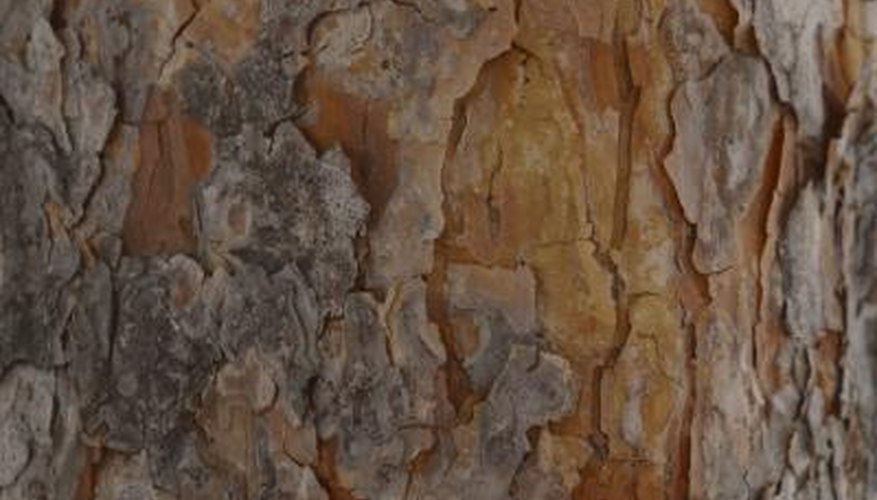 Some pines produce lumber that ranks with the strongest of softwoods. Some pines produce lumber that ranks with the strongest of softwoods.