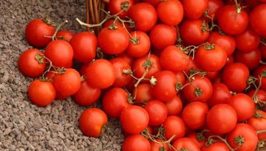 Tomatoes Tomatoes