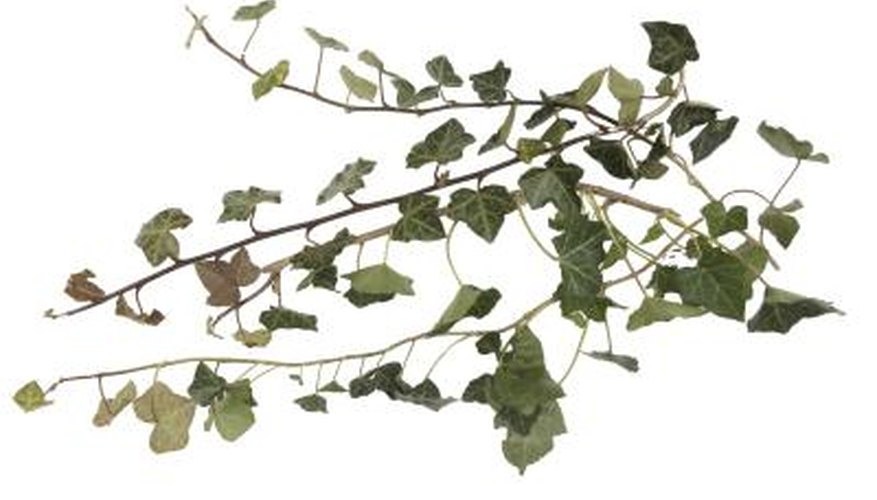 Getting rid of vines before they go to seed can prevent regrowth. Getting rid of vines before they go to seed can prevent regrowth.