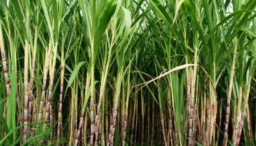 Tall, grassy sugar cane makes an attractive privacy screen. Tall, grassy sugar cane makes an attractive privacy screen.
