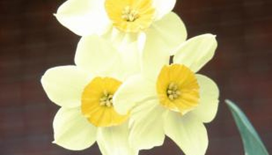 Daffodils Garden Guides