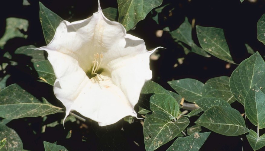 Datura or Jimsonweed often grows wild. Datura or Jimsonweed often grows wild.