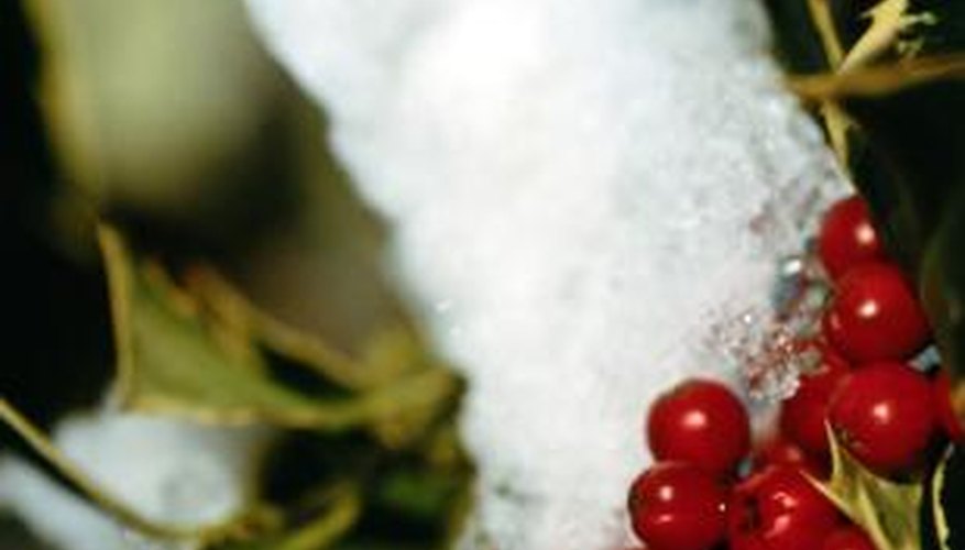 Holly is one of many plants that produce poisonous red berries. Holly is one of many plants that produce poisonous red berries.