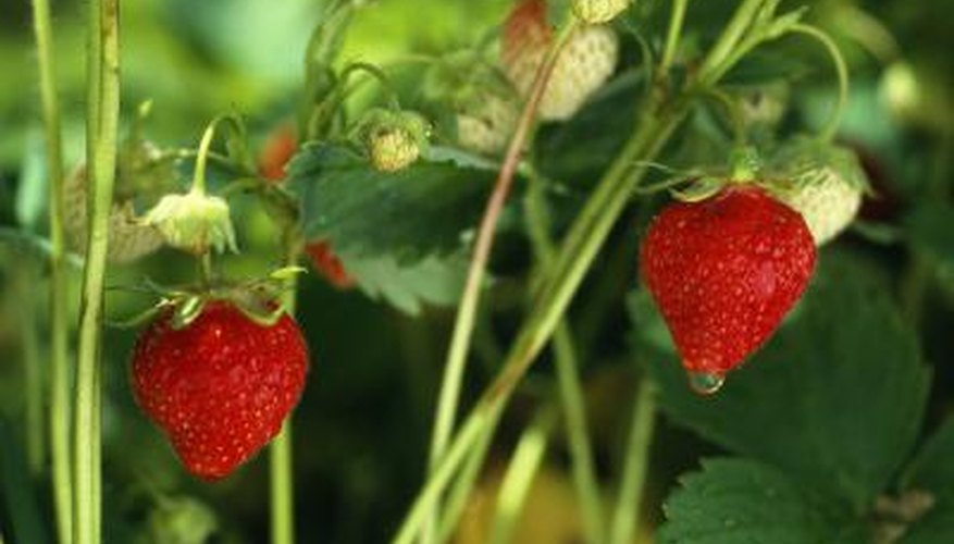 Proper spacing for strawberry plants depends on the variety you choose. Proper spacing for strawberry plants depends on the variety you choose.