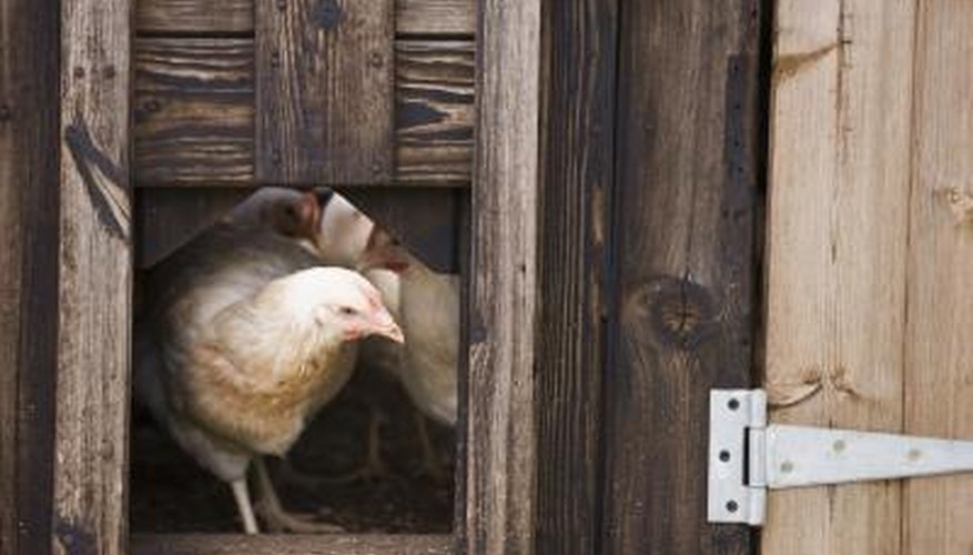 Keep your chicken's home free from unwelcome guests with natural repellents. Keep your chicken's home free from unwelcome guests with natural repellents.