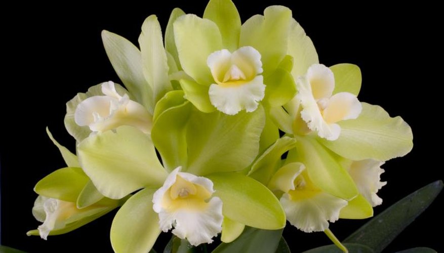 Cattleya orchids are favorite boisduval scale targets. Cattleya orchids are favorite boisduval scale targets.
