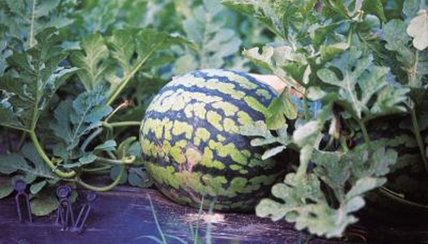 High tunnels protect delicate plants and help them thrive. High tunnels protect delicate plants and help them thrive.
