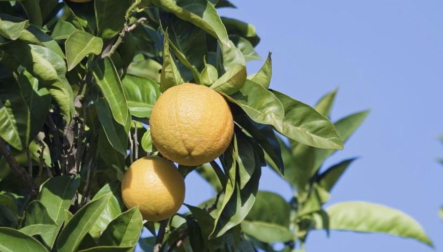 Oranges grow from a branch. Oranges grow from a branch.