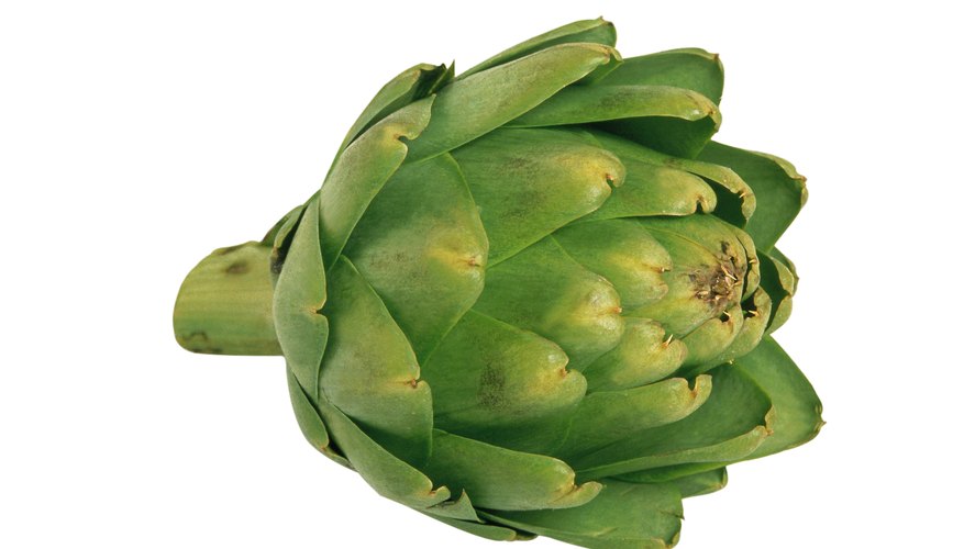 The most common variety of artichoke in the U.S. is Green Globe. The most common variety of artichoke in the U.S. is Green Globe.
