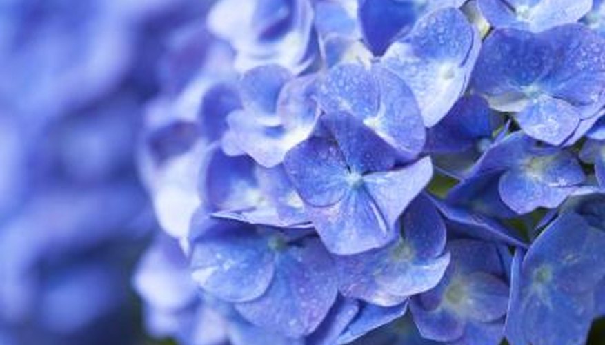 While aluminum gives big leaf hydrangeas their blue flowers, aluminum is also toxic, so keep pH in check. While aluminum gives big leaf hydrangeas their blue flowers, aluminum is also toxic, so keep pH in check.