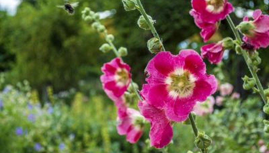 Single hollyhocks are short-lived perennials but self-seed in favorable conditions. Single hollyhocks are short-lived perennials but self-seed in favorable conditions.