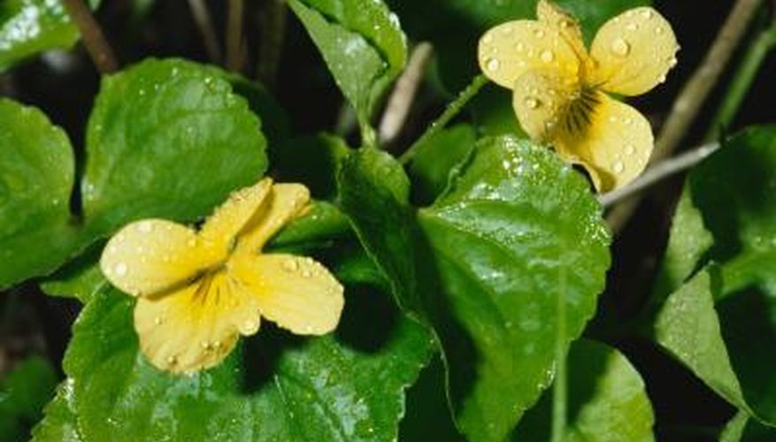 Wild violet weeds can have yellow, purple or blue flowers. Wild violet weeds can have yellow, purple or blue flowers.