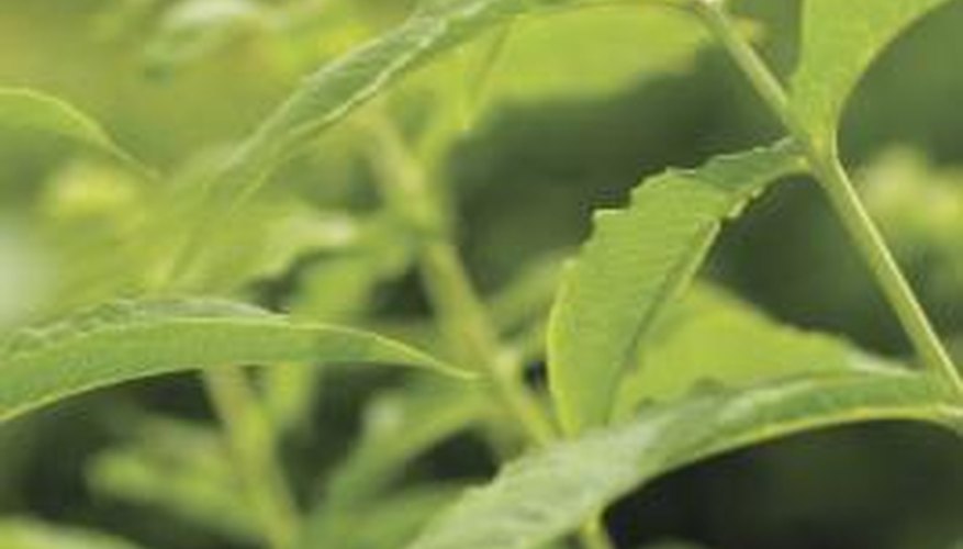 Spearmint has a lighter flavor than peppermint. Spearmint has a lighter flavor than peppermint.