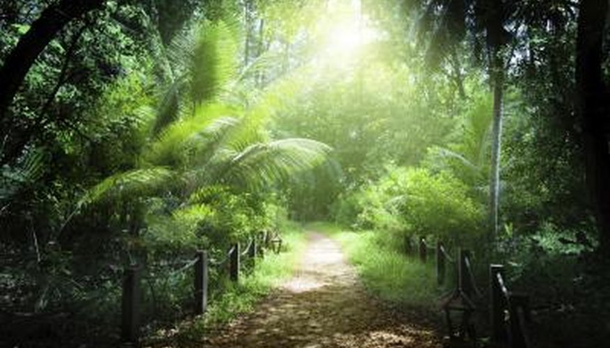 Tropical rainforest. Tropical rainforest.
