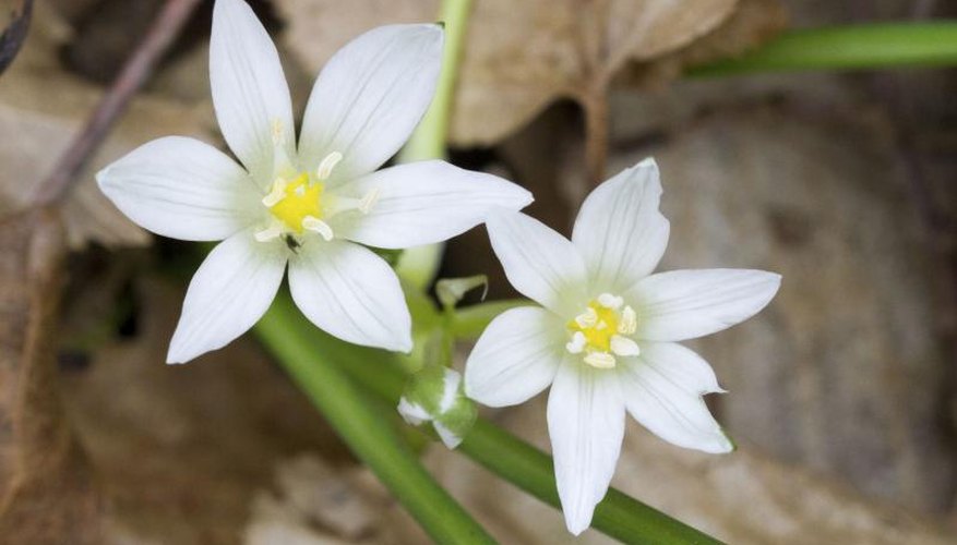 Wear gloves when handling star-of-Bethlehem as protection from its skin-irritating sap. Wear gloves when handling star-of-Bethlehem as protection from its skin-irritating sap.