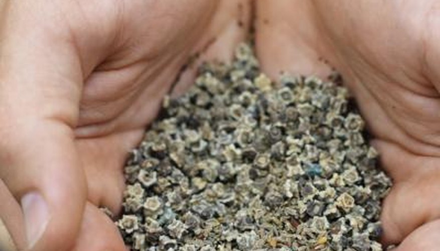 Close up of hands holding seeds. Close up of hands holding seeds.