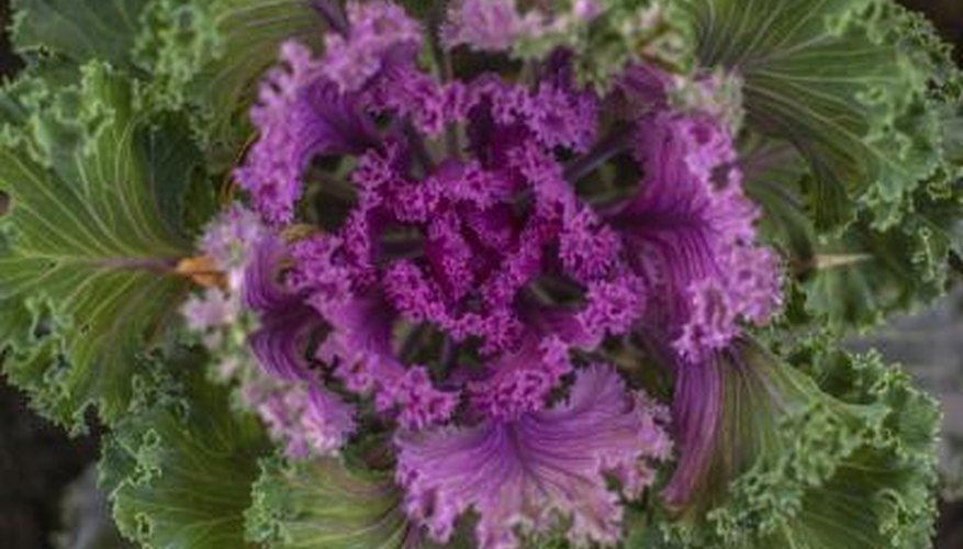 Ornamental Cabbage Plants Garden Guides