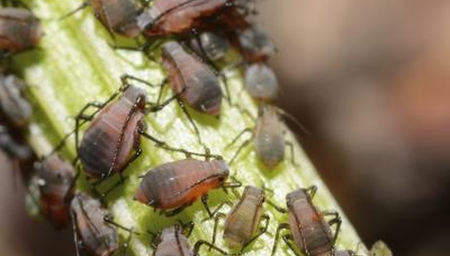 aphids on branch aphids on branch