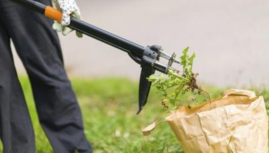 A person uses a yard tool to remove weeds from the lawn. A person uses a yard tool to remove weeds from the lawn.