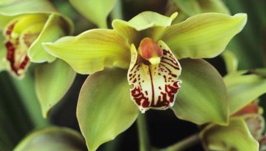 green orchids green orchids