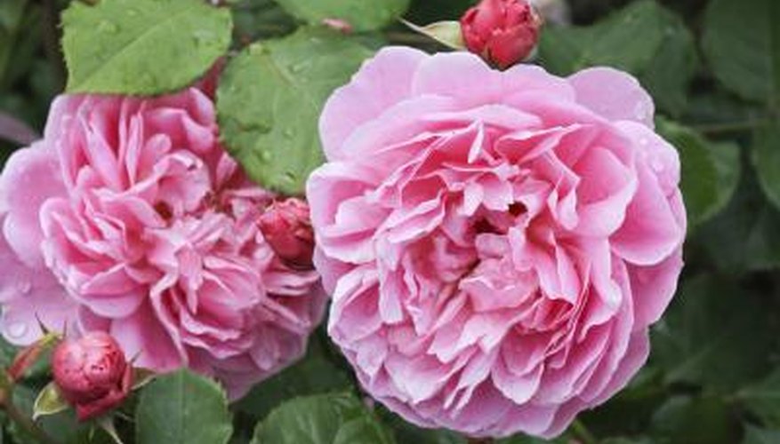 pink Knock Out roses pink Knock Out roses
