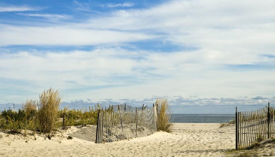Grass growing along a beach entrance on the New Jersey shore. Grass growing along a beach entrance on the New Jersey shore.