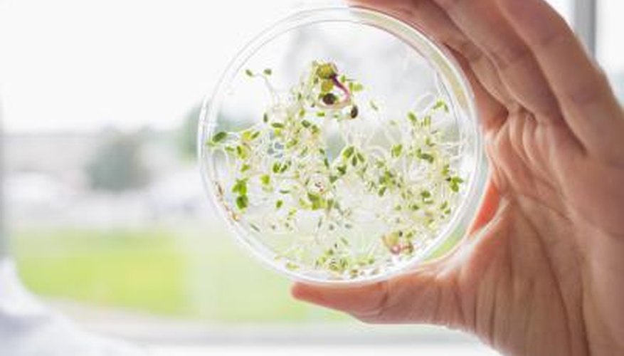 Seeds in small container. Seeds in small container.