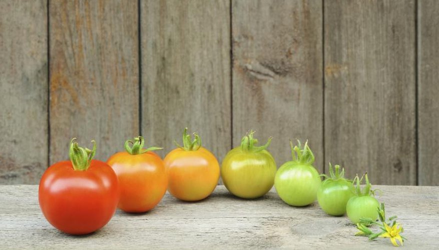 "Celebrity" produces rounded tomatoes that turn red when ripe. "Celebrity" produces rounded tomatoes that turn red when ripe.