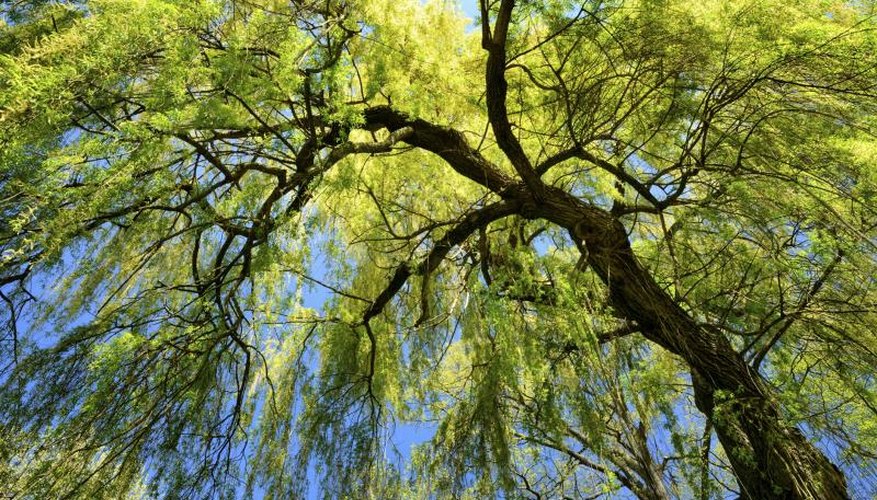 The large canopy of a willow tree. The large canopy of a willow tree.