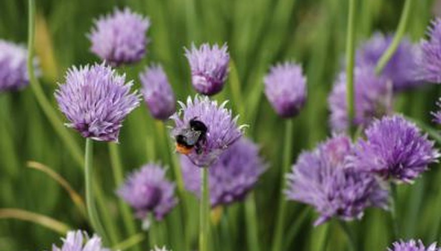 Chive flowers with bee on one Chive flowers with bee on one