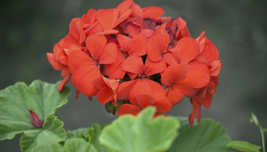 A close-up of a zonal geranium blossom. A close-up of a zonal geranium blossom.