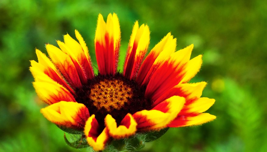 Blanket flower adds vivid color without taking up much space. Blanket flower adds vivid color without taking up much space.