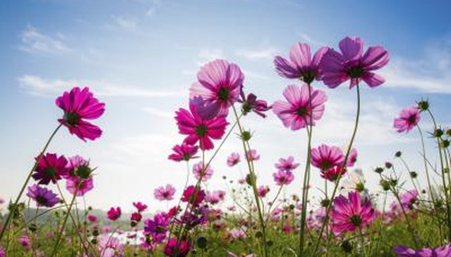 The location of pollen production is dependent on the type of flower producing the pollen. The location of pollen production is dependent on the type of flower producing the pollen.