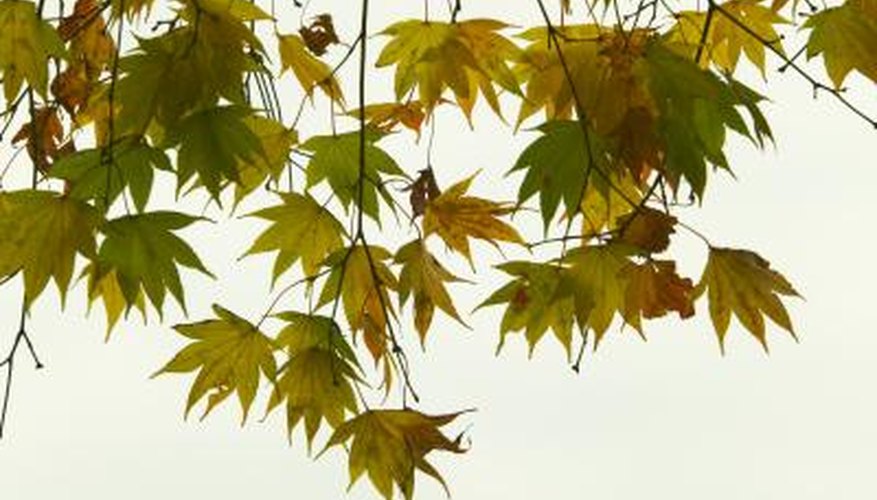 Areas of the country are experiencing early color and leaf drop of maples. Areas of the country are experiencing early color and leaf drop of maples.