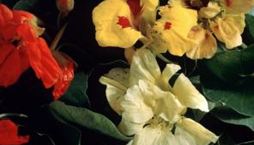 Healthy nasturtiums are less prone to aphid problems. Healthy nasturtiums are less prone to aphid problems.