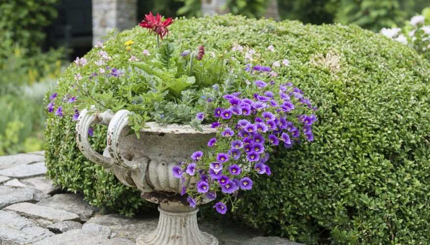 Growing ground cover with other plants provides variety in containers. Growing ground cover with other plants provides variety in containers.