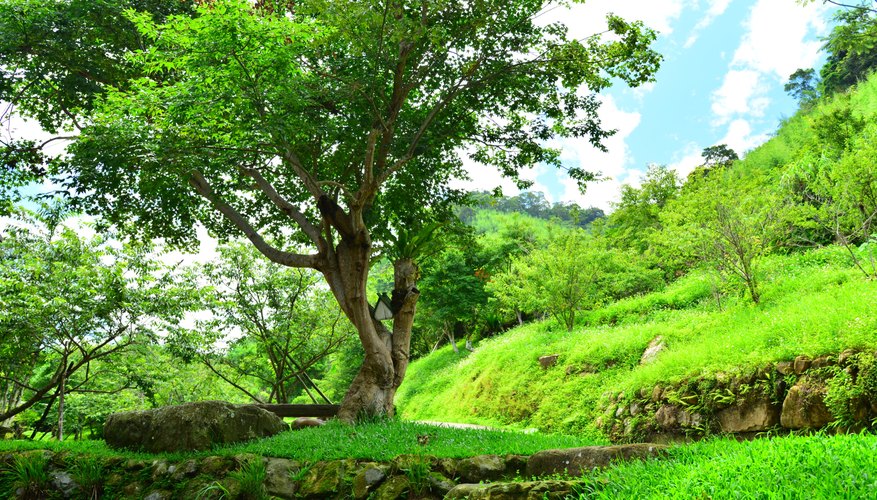 Green ground cover makes a luxurious carpet beneath a shade tree. Green ground cover makes a luxurious carpet beneath a shade tree.