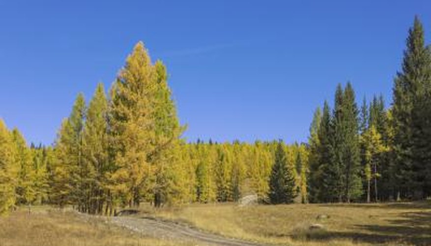 Dry Conifer Forest Soil Dry Conifer Forest Soil