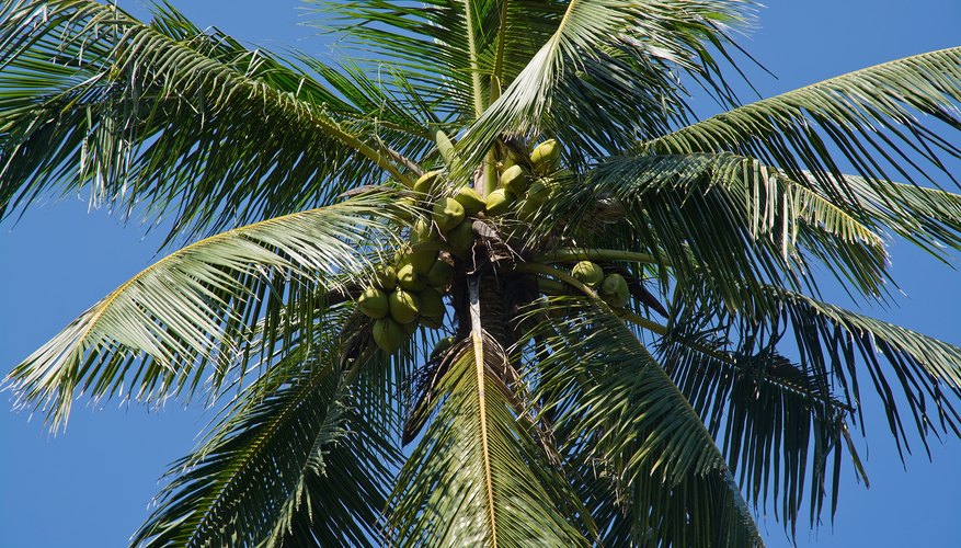 Coconuts grow high above the ground amid the palm's fronds. Coconuts grow high above the ground amid the palm's fronds.