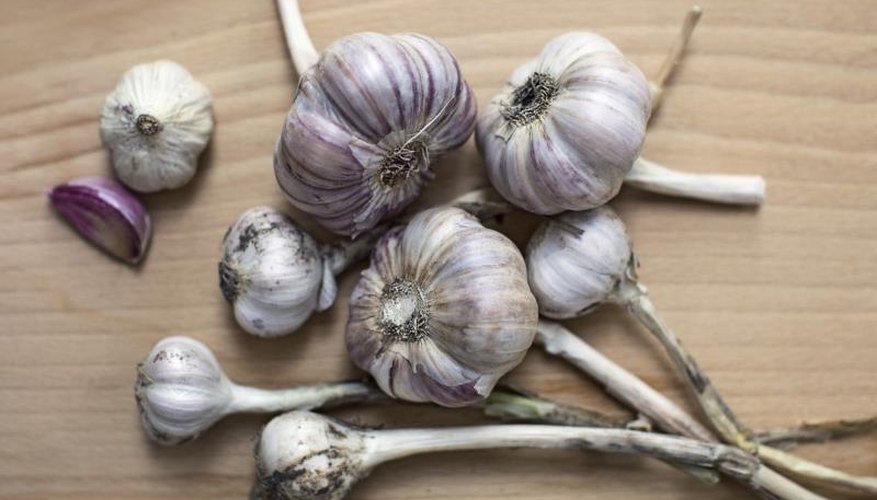 More than 600 varieties of garlic are grown across the globe. More than 600 varieties of garlic are grown across the globe.