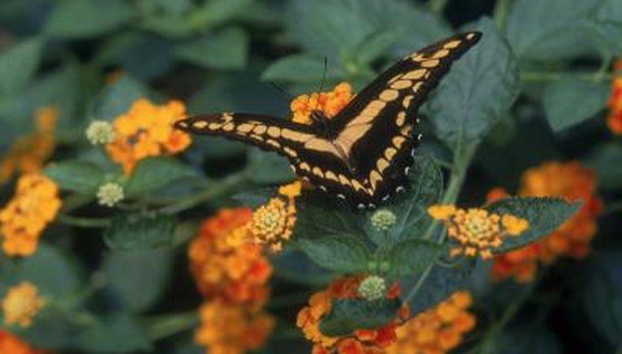 Lantana bears colorful blooms, but its unripe berries are poisonous. Lantana bears colorful blooms, but its unripe berries are poisonous.