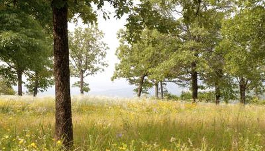 Photo Credit: Zack Frank/iStock/Getty Images Ouachita Mountains field