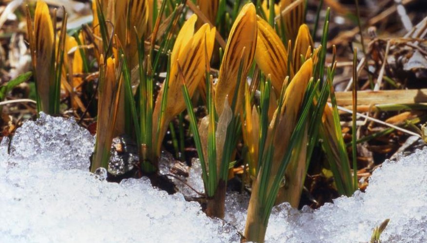 Early Crocuses blooming in the snow. Early Crocuses blooming in the snow.
